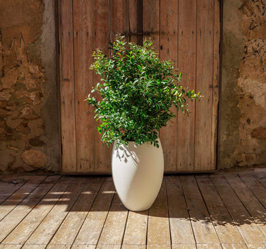 Ronde ALOE 45 plantenbak
