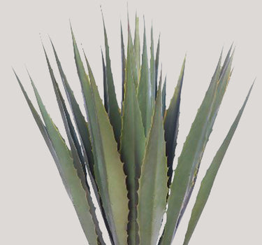 Agave Cactus In Pot 103Cm