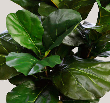 FICUS LYRATA EN MACETA ARTIFICIAL 130CM