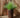 Ronde plantenbak Maranta 30 x 70