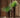 Ronde plantenbak Maranta 30 x 70